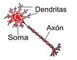 (Fig.19.) Estructura típica d’una neurona